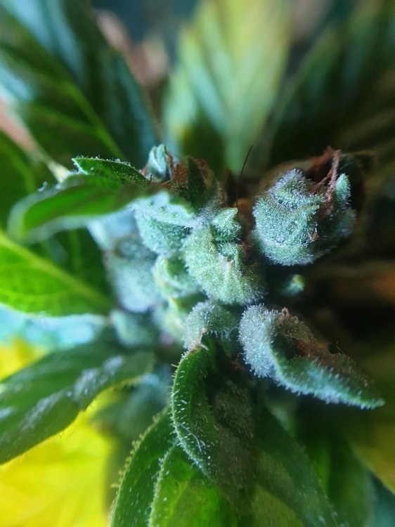 1068365756_F49macro3.thumb.jpg.20ef53610ff68fa3670b63d0021ac5fc.jpg