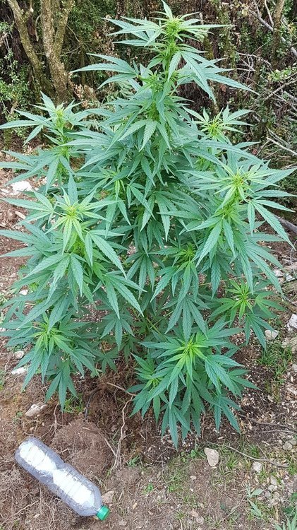 1097717219_Dfg.thumb.jpg.826b61b67ac14c8bd6aaf08d0c45bc73.jpg