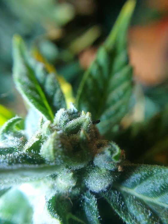 1422574082_F49macro.thumb.jpg.b0af7d9829e770693c890c221f31e6a8.jpg