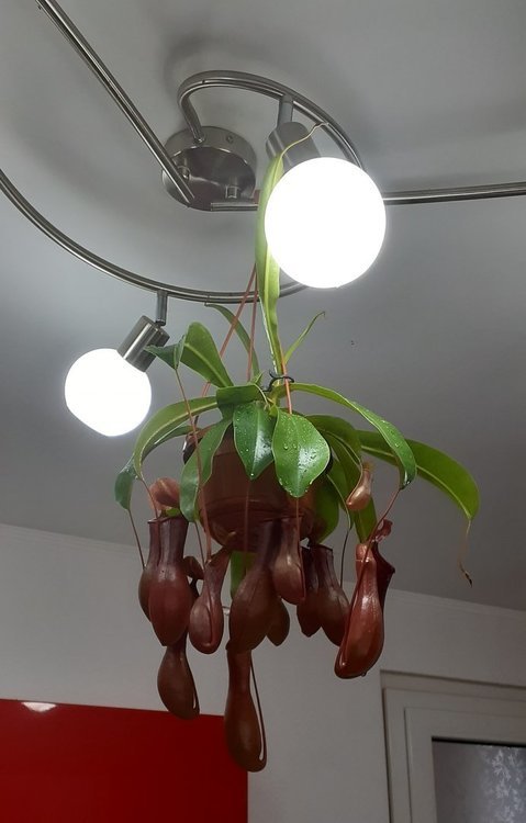 1507831187_nepenthes1.thumb.jpg.429cb9d0535c55c56e5c32f803283f78.jpg