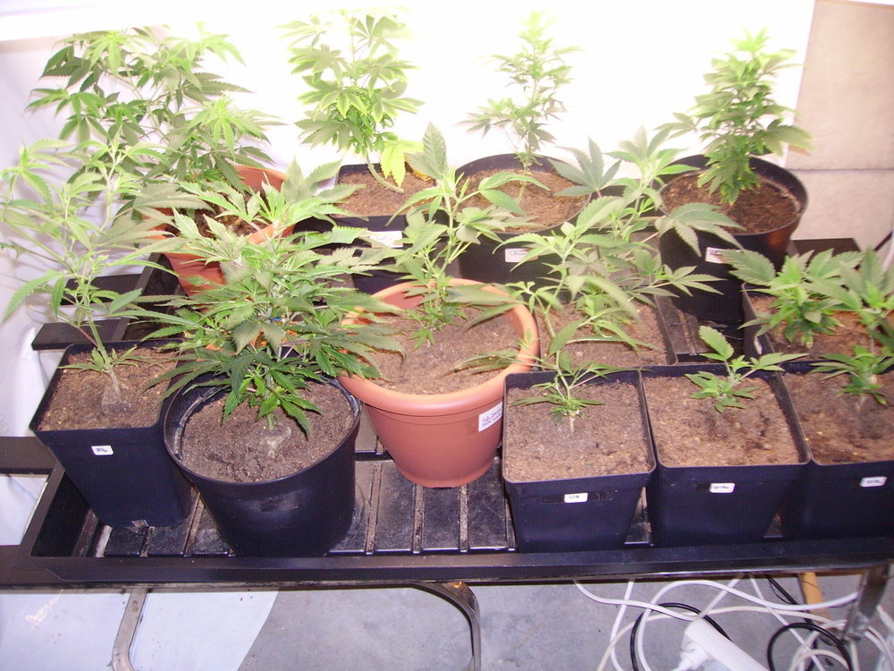 pots rond = meres, chronic, G13xhp, super skunk, Wru, Bubblelicious et Life Saver (pots caré = croissance.JPG