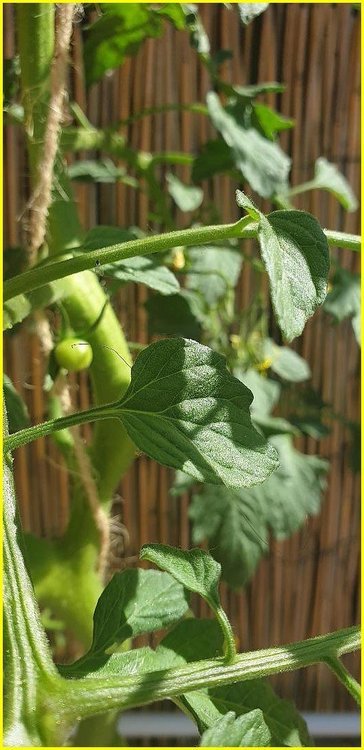 cannaweed_2020_bioponie0004 - Copie.jpg