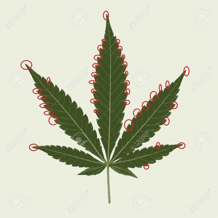 61107788-feuilles-de-cannabis-sativa-illustration-feuille-de-marijuana-marijuana-médicale-plante-de-marijuana-l.jpg