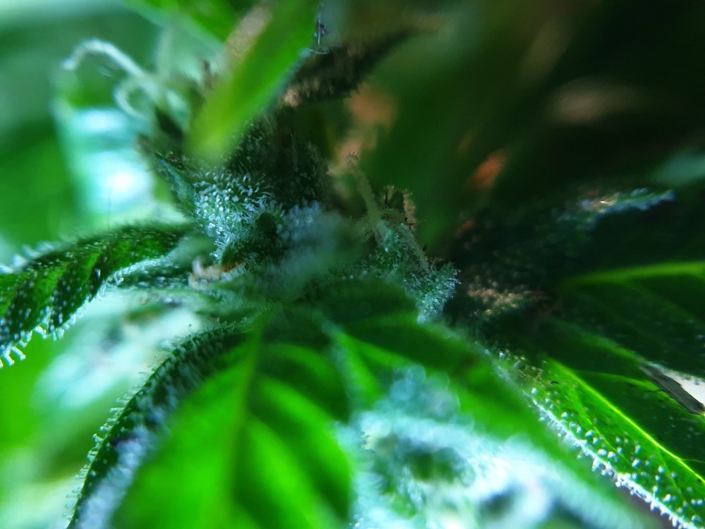 614951380_F49macro7.thumb.jpg.92be7637dedb19f442ae5326bf8b7d81.jpg