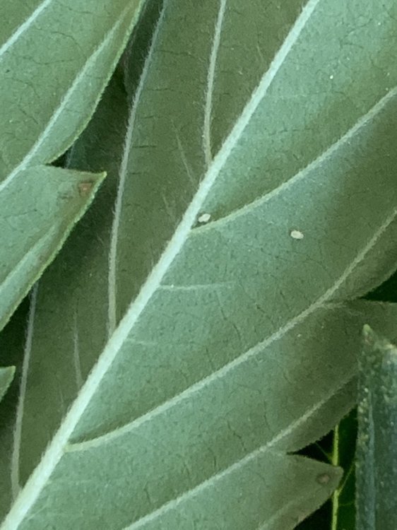 695777E6-8B26-4B09-AD68-E849E6390A38.jpeg
