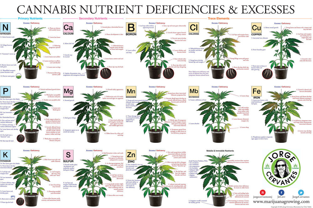 Feuilles-de-cannabis-Carences-et-exces-alimentaires.jpg