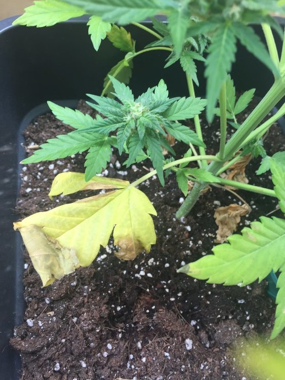 IMG_3997.thumb.JPG.f52cc1f8e37de25f495caec570ccc024.JPG