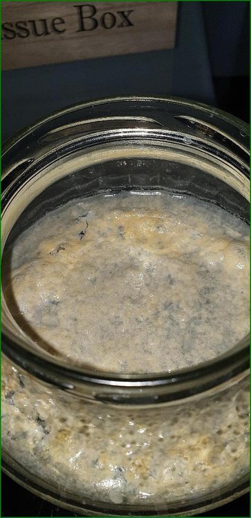 Lacto_cypriens_phase20001.jpg
