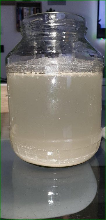 Lacto_cypriens_phase20003.jpg