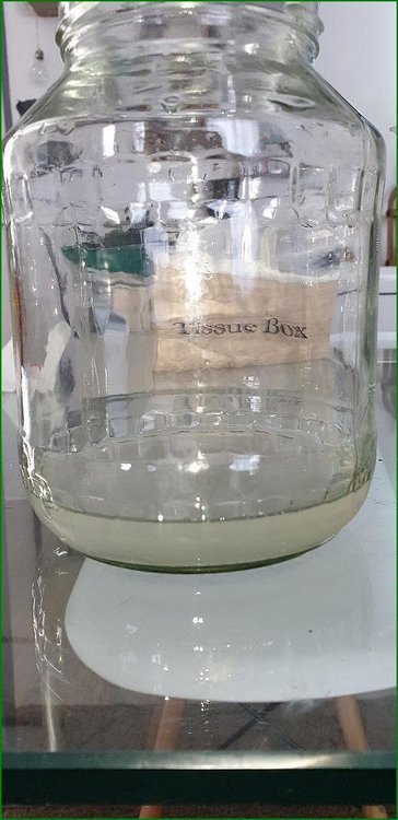 Lacto_cypriens_phase20005.jpg