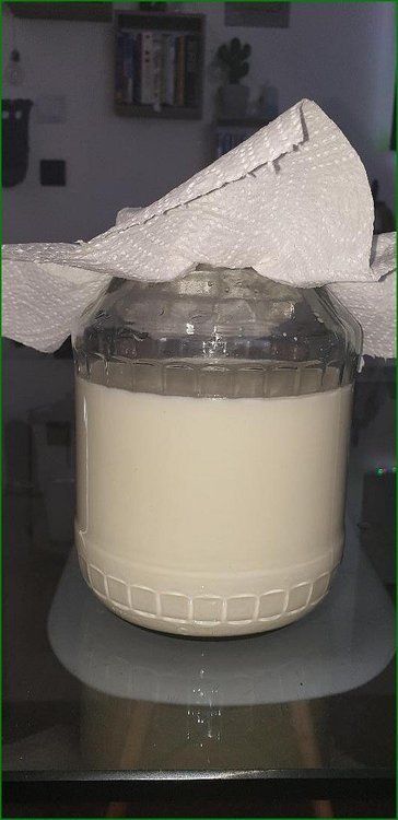 Lacto_cypriens_phase20007.jpg