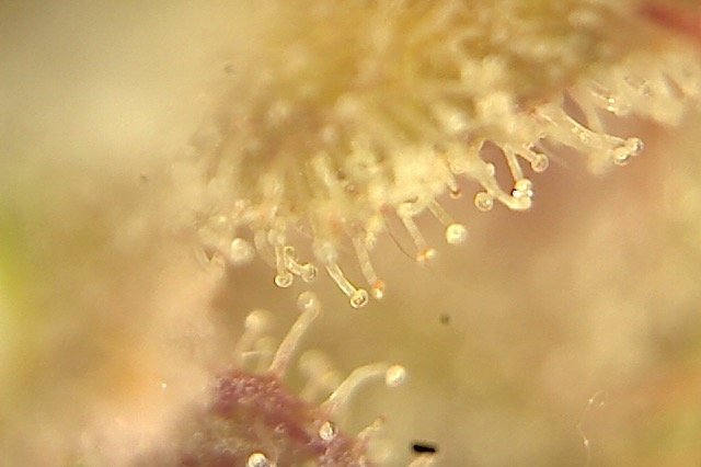Plante1-1.jpg.7e13046fd44ad514a517f5c9a2d1761b.jpg