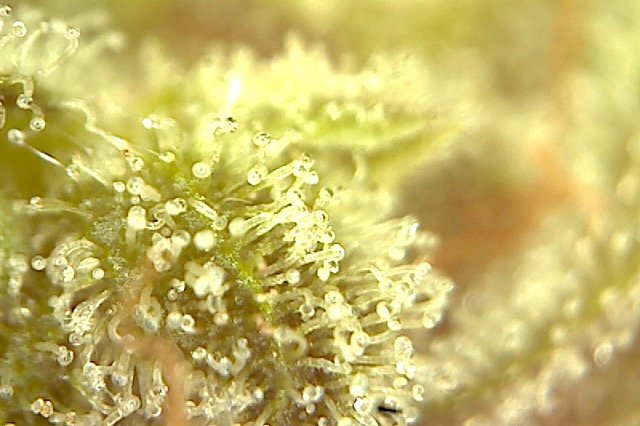 Plante1-2.jpg.84b01d7b367e45cd1200cae121681eb1.jpg
