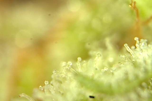 Plante2-1.jpg.7e07c0831e039d00f975274d444ab10f.jpg