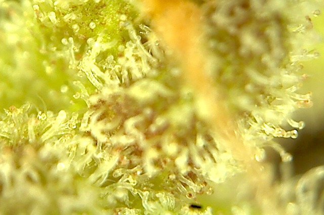 Plante2-2.jpg.c1f75adb051d140a4bc93ea01cefb854.jpg