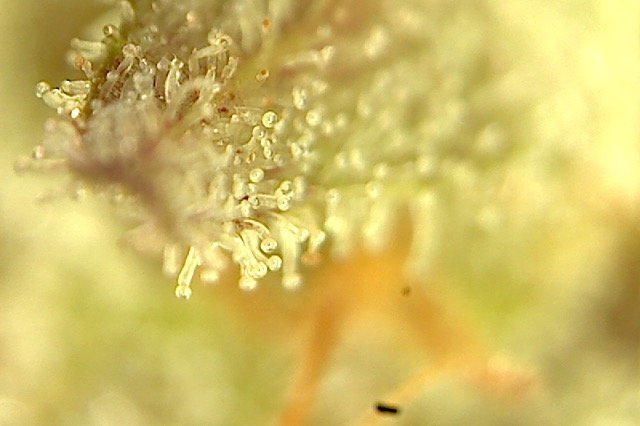 Plante2-3.jpg.e064339603cb83c3af64c30001ba2c08.jpg