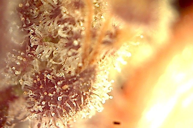 Plante3-1.jpg.9adece37c21374f27da4e4221003f7b1.jpg