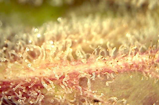 Plante3-2.jpg.52846df0f8a322e8e2cc88810c59c3e6.jpg