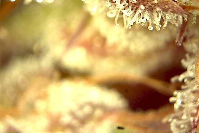 Plante3-3.jpg.2e03bb037c887a8b1be039843b2230e1.jpg