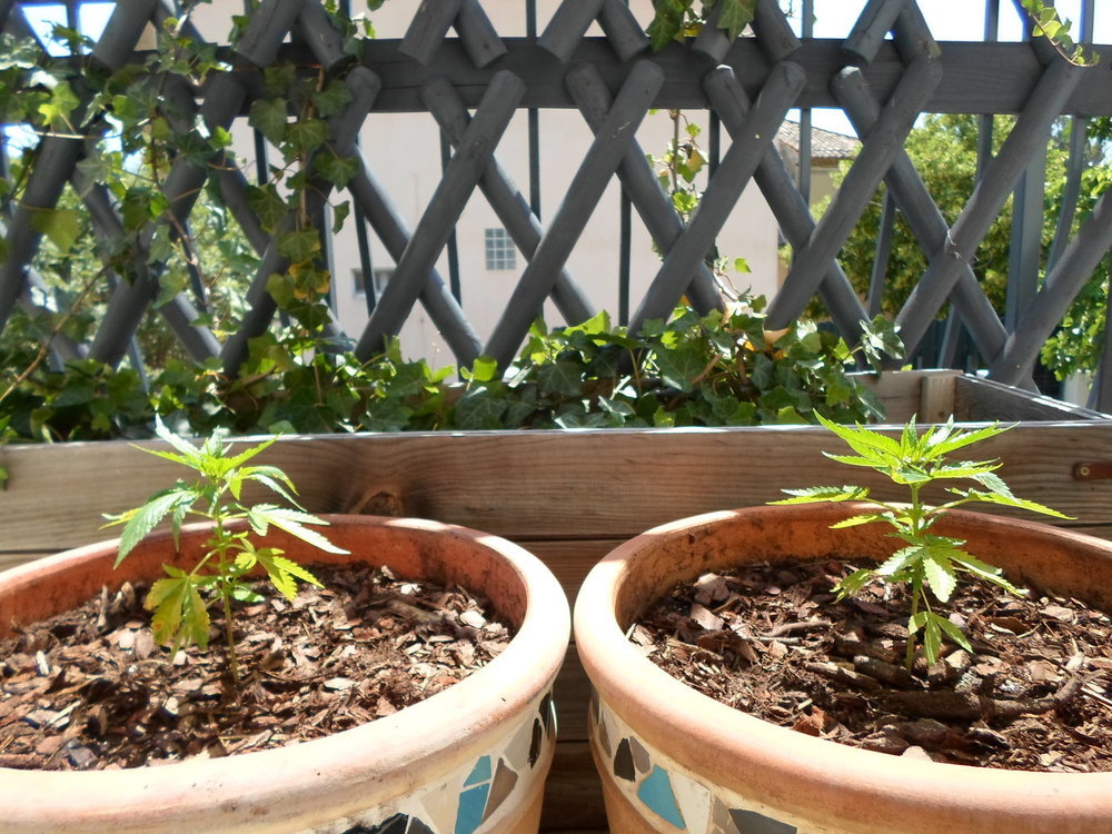 vu d'ensemble des deux plants