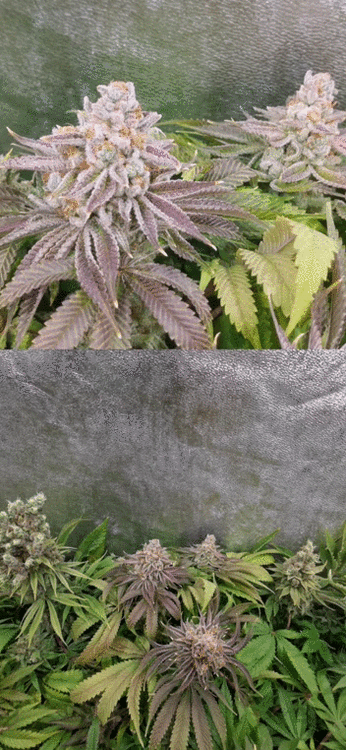 VID_20200607_181757.gif