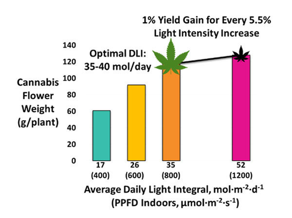 cannabis-flower-weight-chart-expanded.jpg.f4ba0e0cfeee4b2669a6ca604583624a.jpg