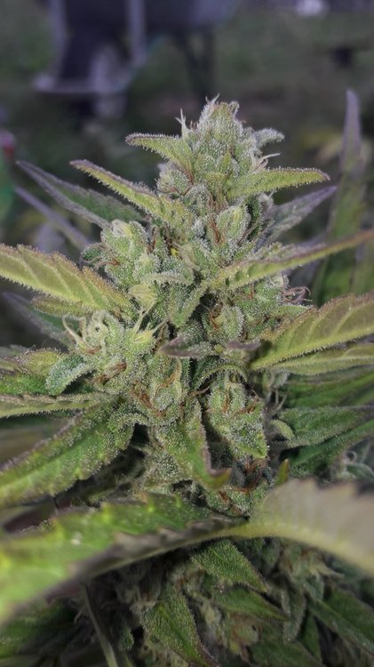 kush.thumb.jpg.bd4b3a775072356db709feb9d18572aa.jpg