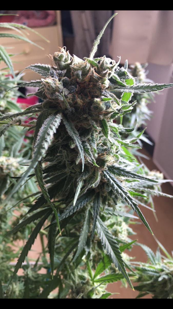 Multi variétés