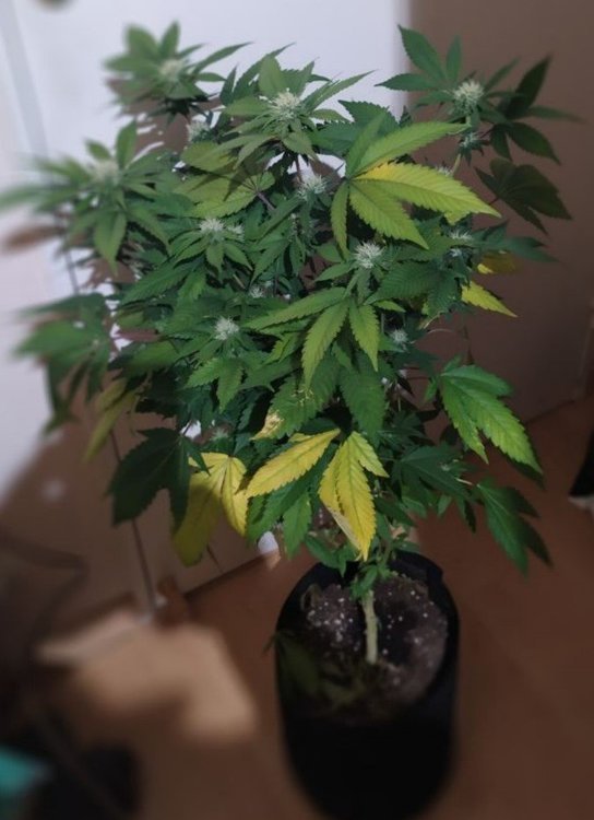 plant.thumb.jpg.3991f022c2609db264203f6beb5c15e6.jpg