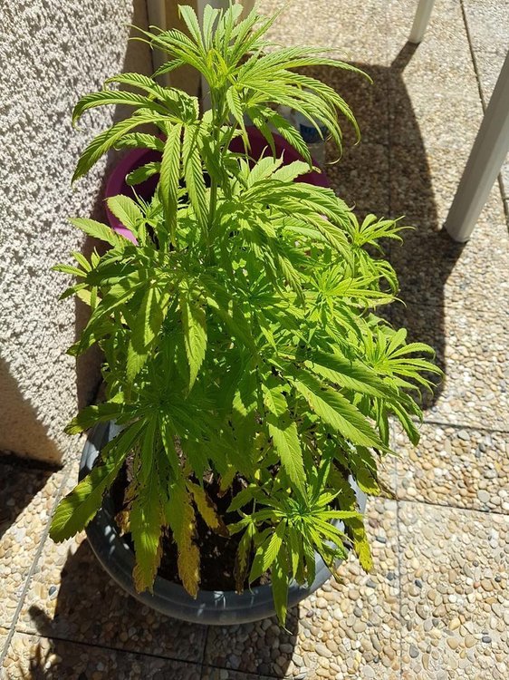 plant1a.jpg