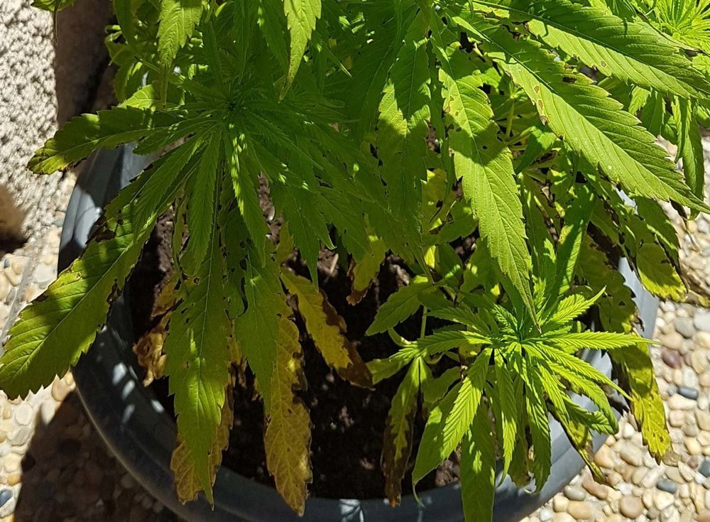 plant1b.jpg