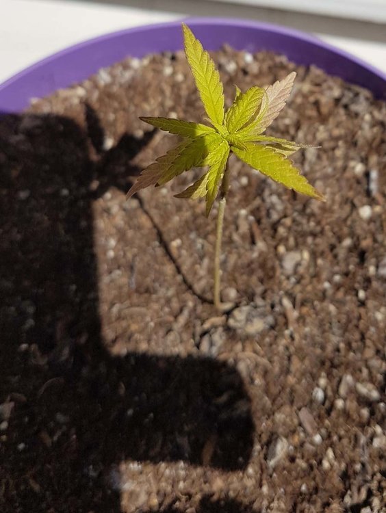 plant2.jpg