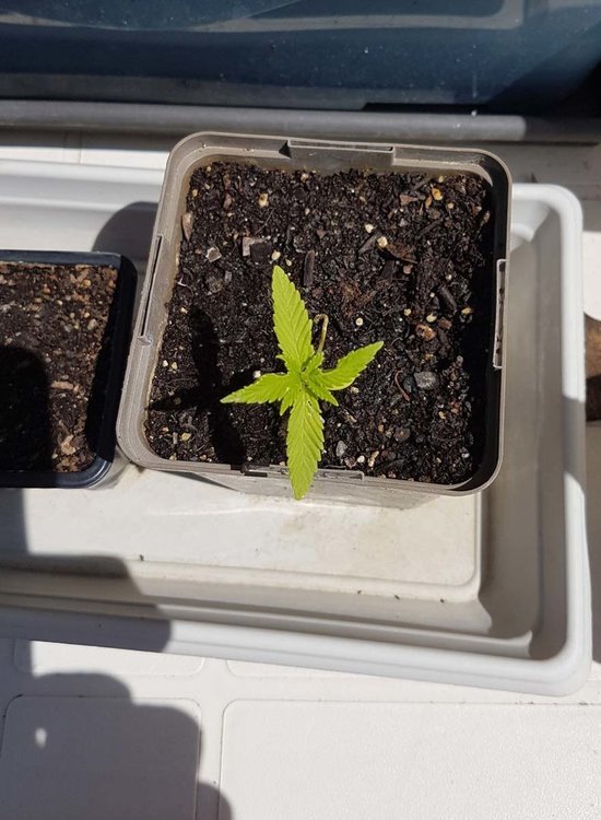 plant3.jpg