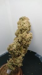 Sensi #32 - Phéno 3