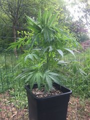 08.06 Afhgan og +.jpg