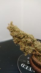 Sensi #11 - Phéno 1