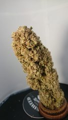 Sensi #11 - Phéno 2