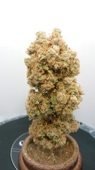 Sensi #32 - Phéno 1