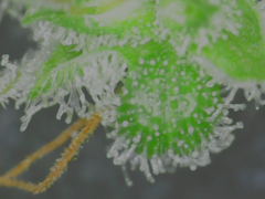 Early2[1].png