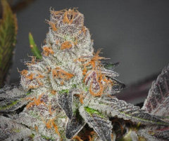 Girl Scout Cookies.jpg