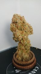 Sensi #32 - Phéno 2