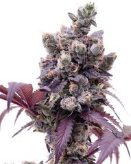 Gelato 33.jpg