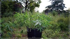 16.06 UK#1 +.JPG