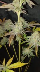 Sour gelato