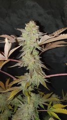 Sour gelato