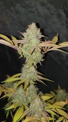 Sour gelato