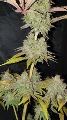 Sour gelato