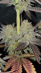 Sour Gelato