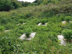20200619_170352_compress86.jpg