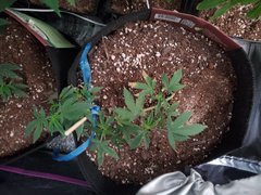 20200623_190451.jpg